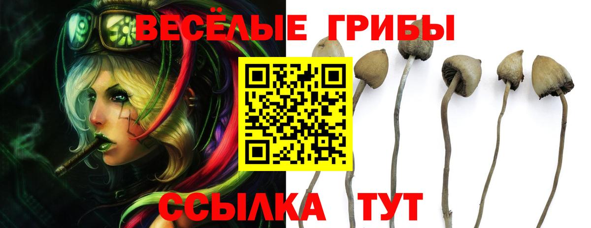 Галлюциногенные грибы Psilocybine cubensis  Вход с VPN  Советск 